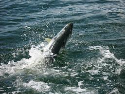 75 PoundJupiter Tarpon